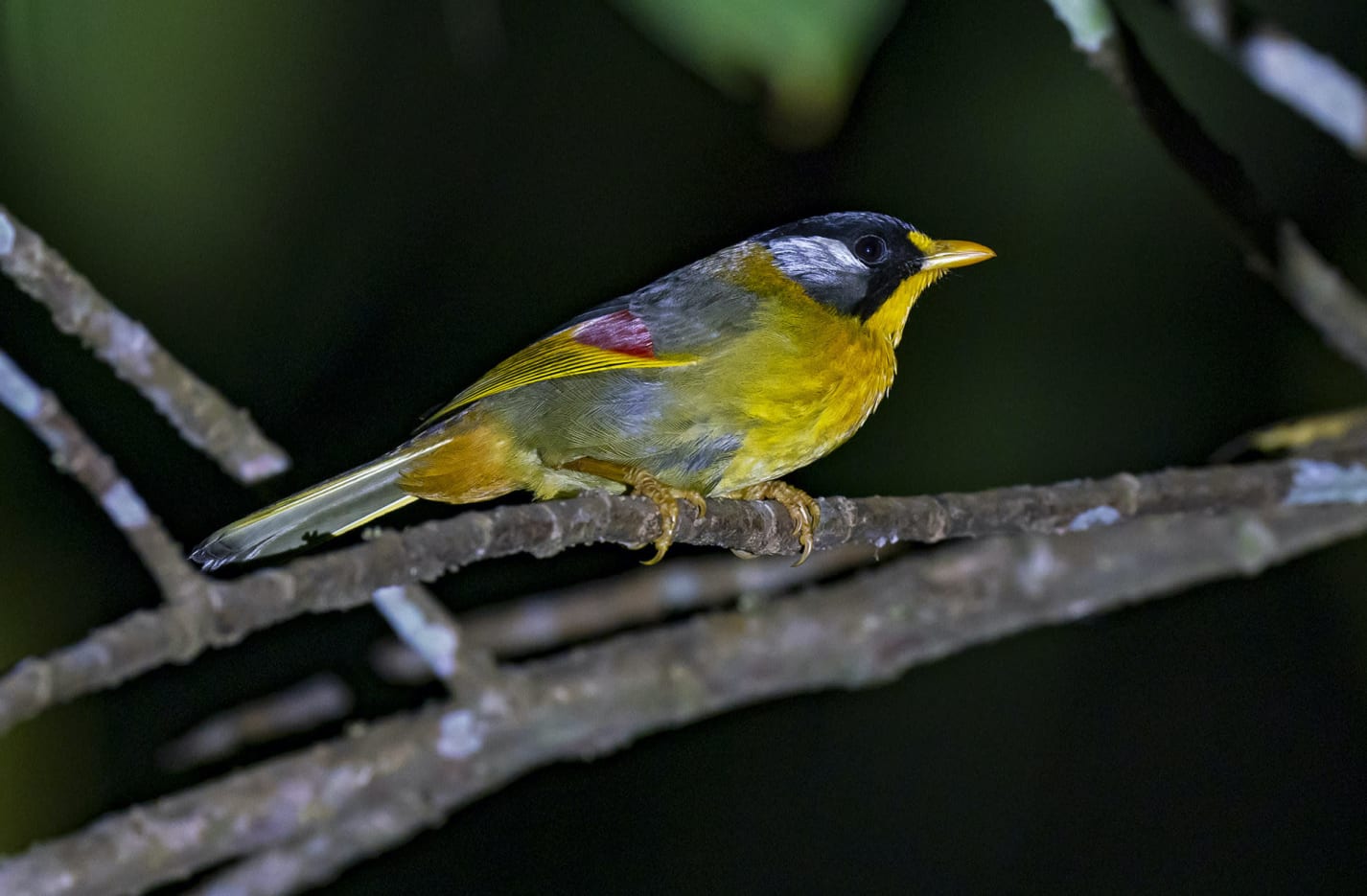 Closer to the forest floor bush birds such as the grey-bellied tesia (<em>Tesia cyaniventer</em>) forage for morsels (left). The citizen science portal eBird describes it as a tiny bird that is long-legged and short-tailed, and moves “rapidly and unseen through dark, dense undergrowth like a pint-sized shadow”.  Similarly, the silver-eared mesia (<em>Leiothrix argentauris</em>), also a babbler that roams in flocks, pecks about in the leaf litter   though it may also go into the canopy (right). 