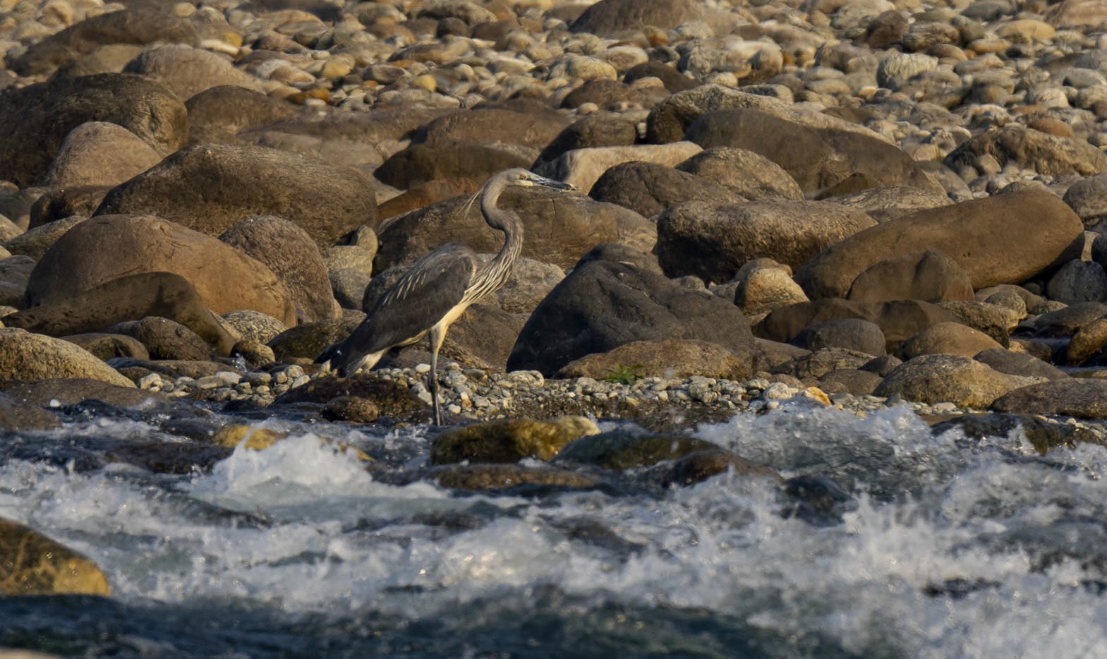 Along the banks of the Namdapha and Noa-Dehing rivers, small populations of white-bellied herons (<em>Ardea insignis</em>) hunt for fish in the morning and evening hours, standing like sentinels amidst the thrashing water. The reclusive birds are extremely suspicious of and easily disturbed by human presence. 