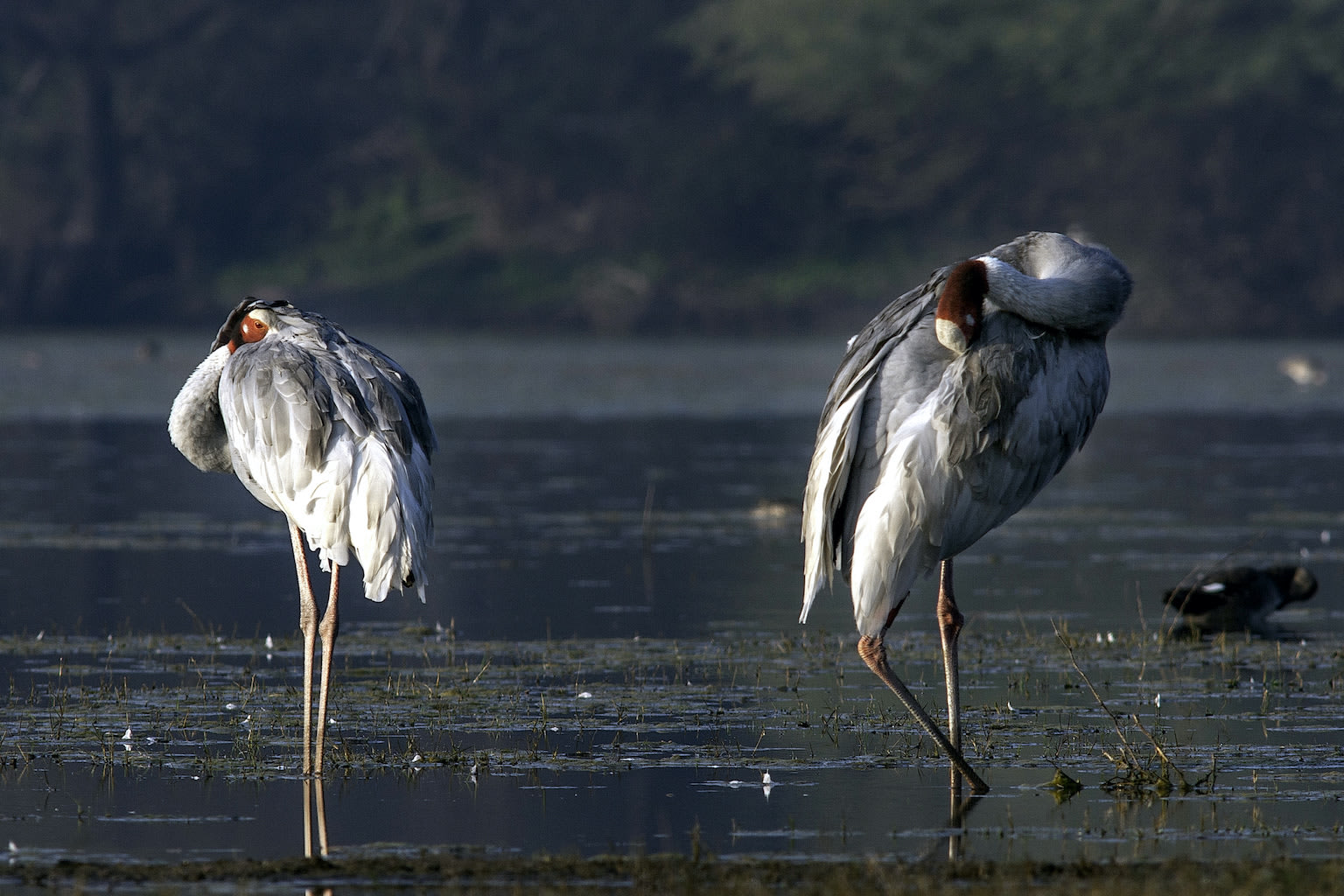 Sarus cranes (<em>Grus antigone</em>) are truly part of Indian culture. “Kraunch” is the Sanskrit word for this bird that has been described in mythology for centuries. As the range for this species is within the settled human habitats, the conservation of this species involves community engagement and protecting the biodiversity of our agricultural landscape. Habitat destruction, changing agriculture practices, poisoning by pesticides and other industrial chemicals and powerline collisions are major challenges to the survival of this species. Both long-term monitoring across its Indian range and community involvement for its protection are being done under KS Gopi Sunder, Director for the Program SarusScape of the International Crane Foundation and Nature Conservation Foundation, Bangalore. In a few instances, “photographers’ pressure”, wrong and unethical practices undertaken by few, has also become a threat to the survival of these amazing birds.