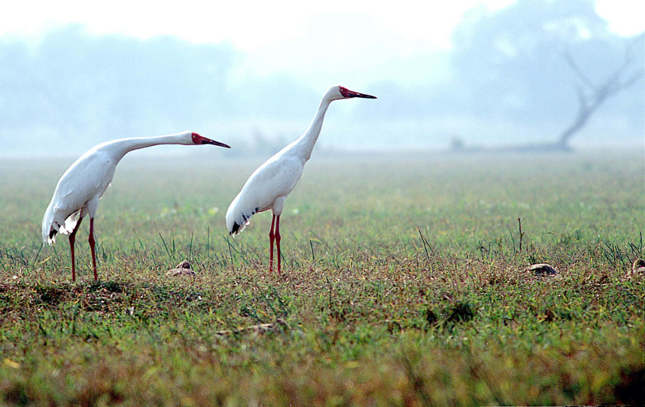 The Siberian crane (<em>Leucogeranus leucogeranus</em>) is sometimes called “the lost crane of India” in birding circles. The Western/Central population of Siberian cranes from East Asia used to winter in India till 2002. Only one pair was observed that year (which is when I photographed them). Their population is critically endangered with only a few birds remaining and only one of them wintering in Iran. One of the reasons proposed for this decline is that their migratory route to India runs through a war zone in Afghanistan, which has disturbed the migration pattern over the last two decades. This is a strong example of how important the conservation of migratory routes of birds is to their survival. We do not know if this Western population will survive, as their numbers may have gone below the recovery point. <br /> Only a few thousand birds remain from the Eastern population of Siberian cranes, which breed in Northeastern Siberia and winter in Southeast China. All hope lies with conservation measures in Russia and China to preserve the Eastern population.
