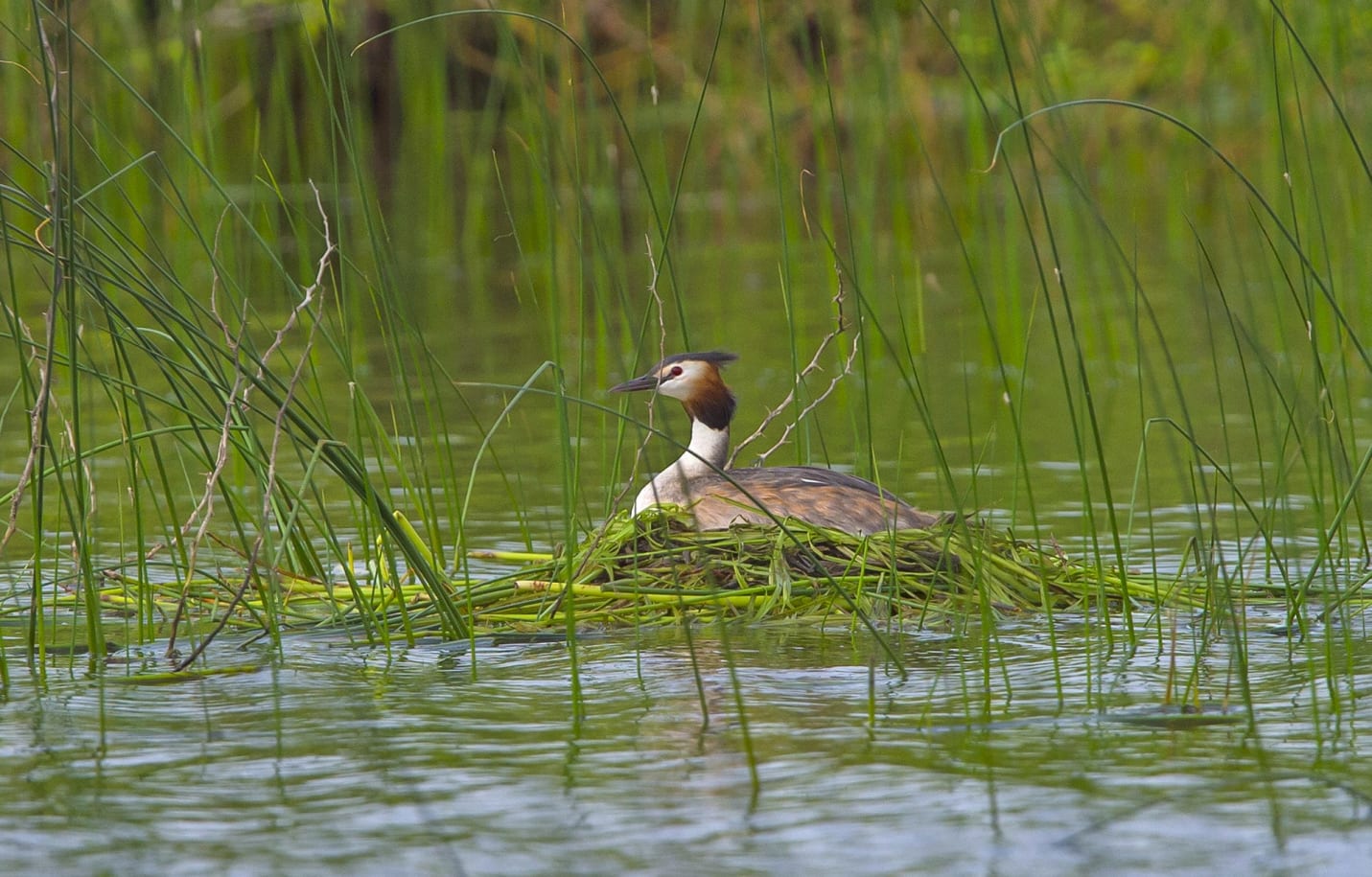 Great crested grebes can be found in a variety of aquatic habitats, including lakes, slow-flowing rivers, swamps, and lagoons. Breeding habitats consist of shallow open bodies of fresh or brackish water, with some vegetation to provide suitable locations for nests. Their nests are usually fashioned from aquatic vegetation and therefore need to be frequently replenished when the vegetation rots and becomes soggy. Sometimes there might be floating nests for copulation and a fresh nest built for the eggs. In this floating nest, a shallow depression is made where 3-5 eggs are laid. Parents often change the vegetation to prevent the eggs from getting damp. Photo: Dhritiman Mukherjee