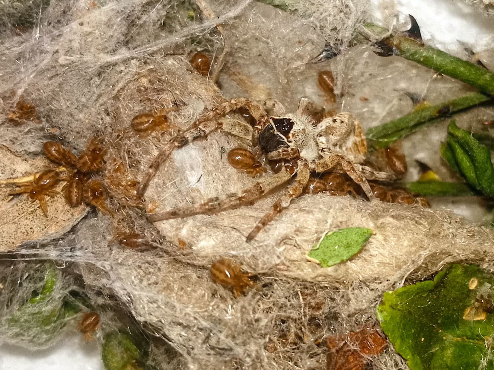 Huddle Together: Social Spiders and Their Myriad Guests