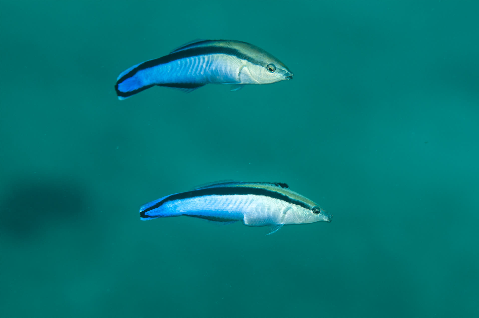 The 21st century is turning out to be a period of catastrophic change. Coral reefs are being devastated by the impacts of coral bleaching, ocean acidification, overfishing, and marine pollution. At times like these, we need small-scale relationships like cleaning mutualisms to be sustained. The seemingly simple act of getting cleaned could go a long way in helping fish populations cope with the monumental stress of seeing their habitats disappear in their lifetimes. Photos: Umeed Mistry 