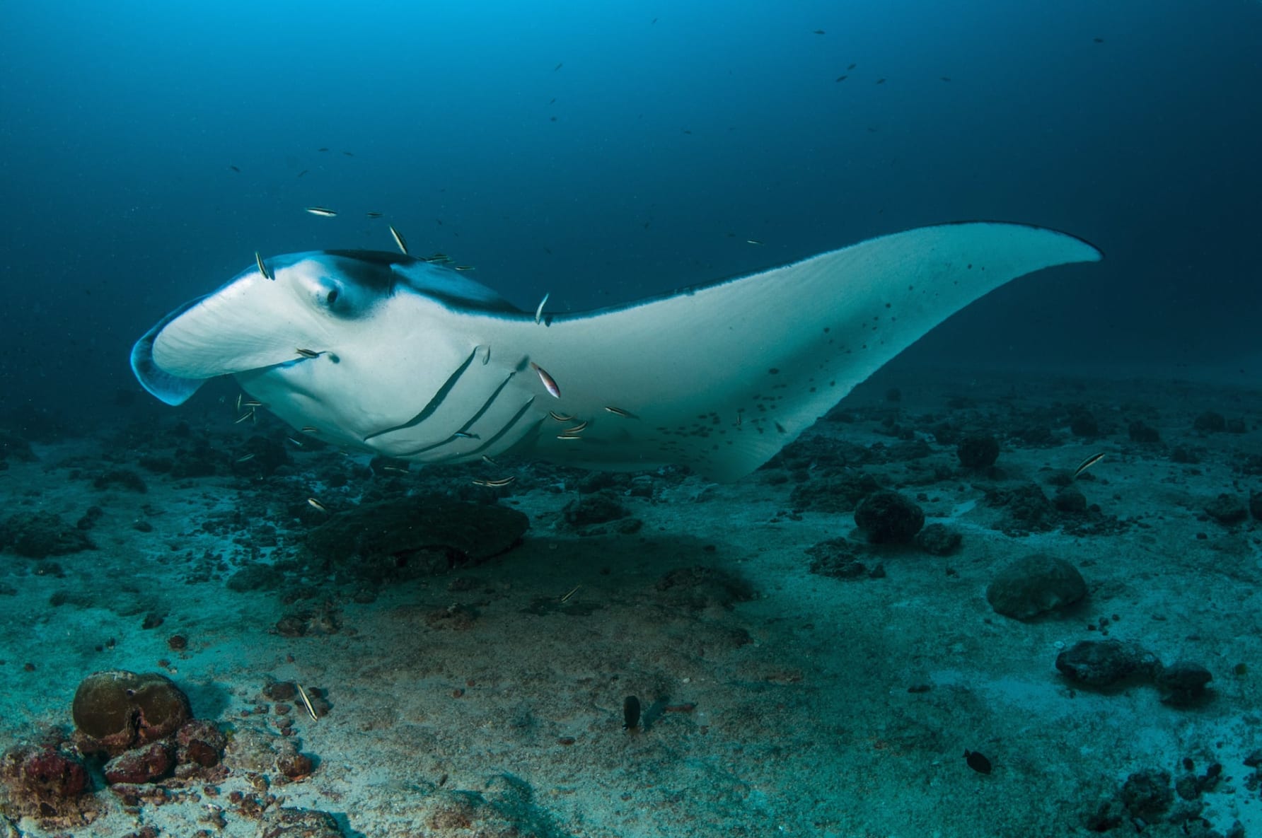 Infrequent but not altogether rare visitors to cleaning stations are migratory and pelagic species. Long-distance travellers like manta rays, turtles, and sharks are important high-value customers because of the potential load of parasites they bring. They are, however, too large-scale an operation to undertake for any one pair of cleaner wrasses. Cleaners can often be seen taking on several collaborators opportunistically. These can include a variety of reef fish from damsels, bannerfish, butterflyfish, surgeonfish, to other wrasses. Such interactions are a wonderful example of fish taking real-time decisions, evaluating the cost-benefit of sharing and cooperating with other species over a common resource. Photo: Umeed Mistry