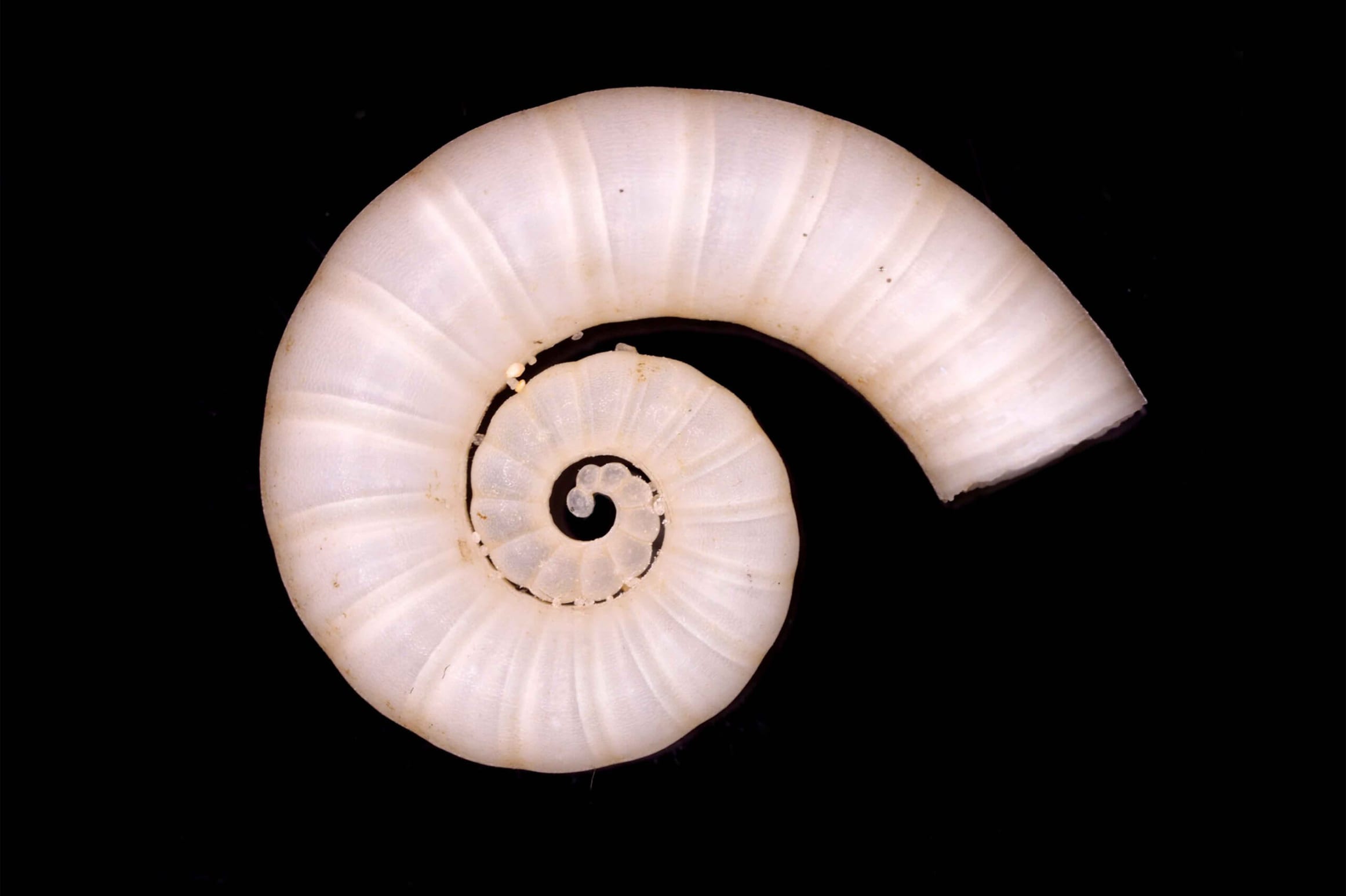 True squids have a pen-shaped, chitinous (hard, protein) internal shell (left). The mysterious deep-sea ram’s horn squid (<em>Spirula spirula</em>) has a loosely coiled, chambered internal shell (right). Such 1.5-cm-wide <em>Spirula</em> shells are found along the southern coast of Little Andaman Island. These cephalopods can live in waters as deep as 800 metres, so it is no surprise that their remains wash up on this island surrounded by 1,000-m-deep seas on three of its four sides. Photos: Dan Bagur/Shutterstock (left), Maple Ferryman/Shutterstock (right)   Cover photo: GRB-George Berninger Jr., CC BY-SA 3.0