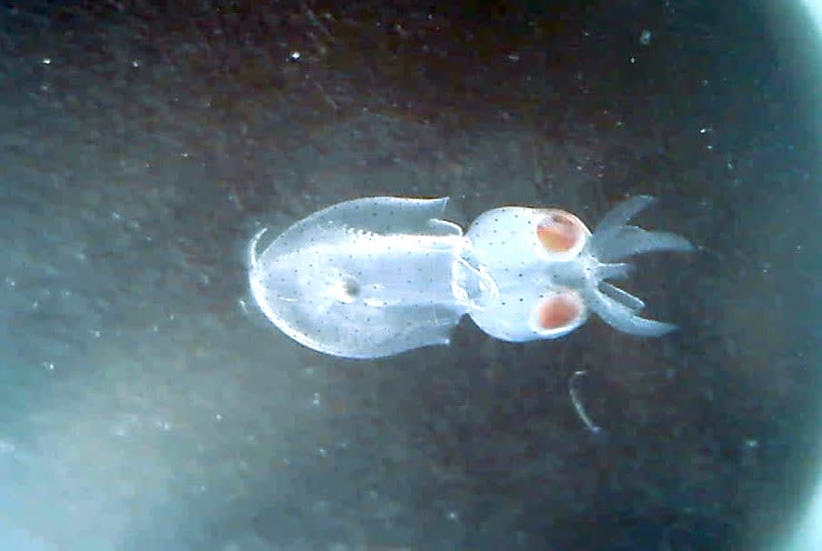 This newly hatched pencil squid (loliginid; likely a <em>Sepioteuthis</em> sp.) can swim, although in jerks, using the contraction of its mantle muscles and by jettisoning water out of its siphon. At this stage, its fins are underdeveloped and don’t aid in locomotion as in the adults.   Bigfin reef squids (<em>Sepioteuthis lessoniana</em>) produce hundreds of offspring, but each egg capsule only contains up to 13 eggs, arranged one above the other. Their eggs take about three weeks to hatch. The paralarvae rapidly grow from 0.5 cm to 10 cm, attaining sexual maturity within four months. After that, their lifestyle revolves around building energy reserves and reproducing. They can live up to 5-6 months in the wild and 11 months in captivity. Photo: Tasneem Khan
