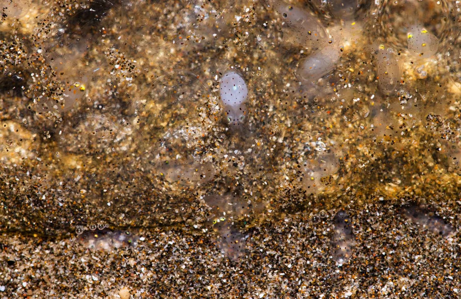 Squid hatchlings look a lot like the adults, comprising the same body plan and thus are often called “paralarvae”. Here we can see one squid baby hatching and empty egg sheaths nearby. Upon hatching, squid paralarvae dash for surface waters to feed on the abundant zooplankton and grow before settling back on the seafloor.   Photo: Sarang Naik