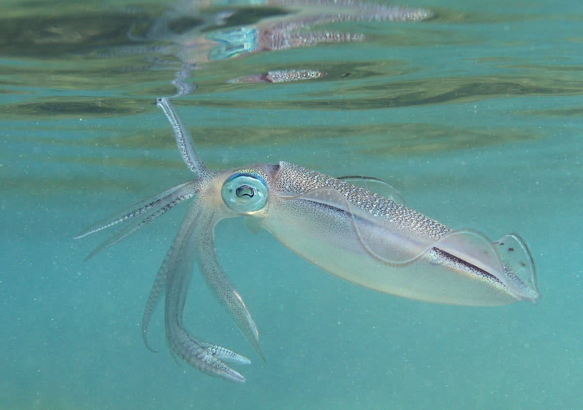 Squids have soft bodies, eight arms, two tentacles, and speedy colour-changing abilities. Squid skin is like a symphony orchestra; their pigment cells (chromatophores) rapidly change size and colour and the visual effect is enhanced by light reflecting cells (iridocytes) and in some species light producing organs (photophores), as well. Furthermore, they also shoot melanin (dark pigment) containing ink to confuse predators and aide in escapes. True squids have slender bodies and circular eye pupils (reef squid, <em>Sepioteuthis</em> sp. in picture). Prized as exports, squids comprise 48 per cent of India’s molluscan fisheries catch. Photo: Philippe Bourjon, CC BY-SA 3.0