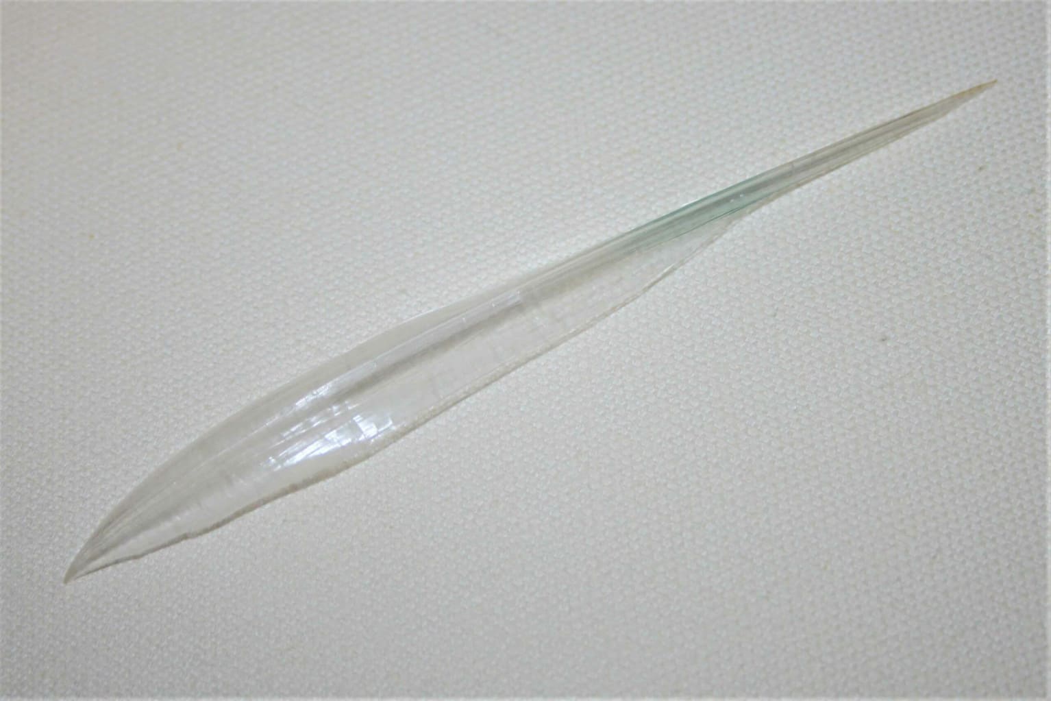 True squids have a pen-shaped, chitinous (hard, protein) internal shell (left). The mysterious deep-sea ram’s horn squid (<em>Spirula spirula</em>) has a loosely coiled, chambered internal shell (right). Such 1.5-cm-wide <em>Spirula</em> shells are found along the southern coast of Little Andaman Island. These cephalopods can live in waters as deep as 800 metres, so it is no surprise that their remains wash up on this island surrounded by 1,000-m-deep seas on three of its four sides. Photos: Dan Bagur/Shutterstock (left), Maple Ferryman/Shutterstock (right)   Cover photo: GRB-George Berninger Jr., CC BY-SA 3.0