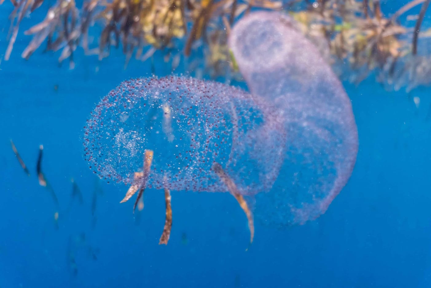 True squids like calamari (the ones we like to eat) live in both deep and shallow seas. Oegopsids are the oceanic, deep-sea kind, considered “open-eyed” as they lack any optical membrane. Myposids, on the other hand, are near-shore, shallow-water squids with “closed-eyes” covered by a transparent membrane or cornea. Oceanic squids typically release eggs that drift in the water (planktonic), often in a single, large tubular or elliptical gelatinous mass (left). These egg masses are usually 1-4 m long and can contain 10-100,000 eggs. Shallow water squids lay eggs in capsules generally attached together in large clumps called “sea mops” and secured onto the seafloor. Each capsule of the sea mop may contain a few to hundreds of eggs (right).   Photos: Jao Cuyos/Shutterstock (left), BlueTrend/Shutterstock (right) 
