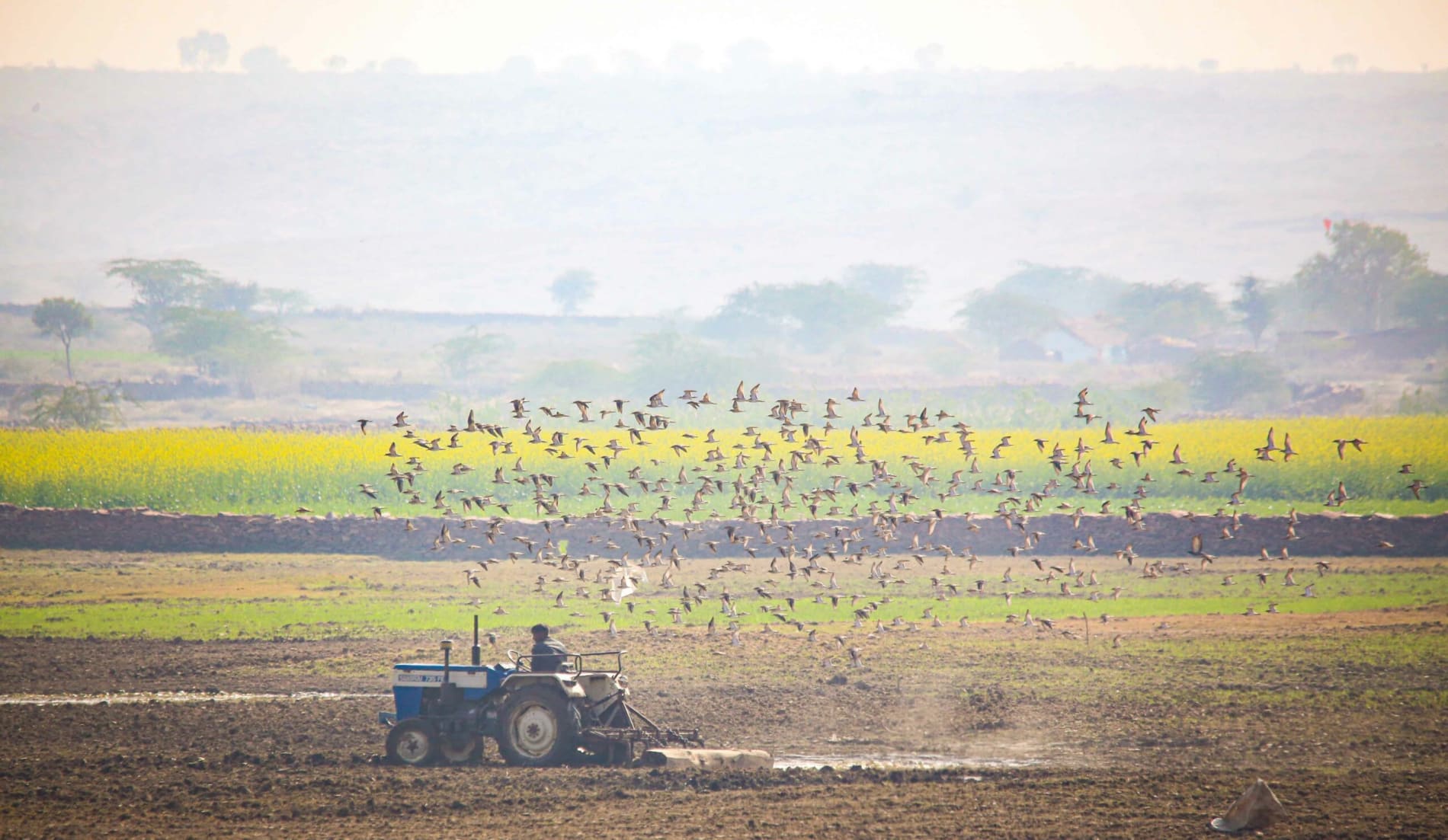 Rajasthan is a mosaic of rich diversity, but like many natural habitats in the country, large swathes of its wilds are shrinking. Hydroelectric projects, stone quarries, expanding agriculture, and sand mining are just some of the activities reshaping these landscapes, altering the region’s flora and fauna and its future. Here, a flock of birds (possibly pratincoles) fly away as they are disturbed by a tractor in an agricultural field.   Photo: Surya Ramachandran