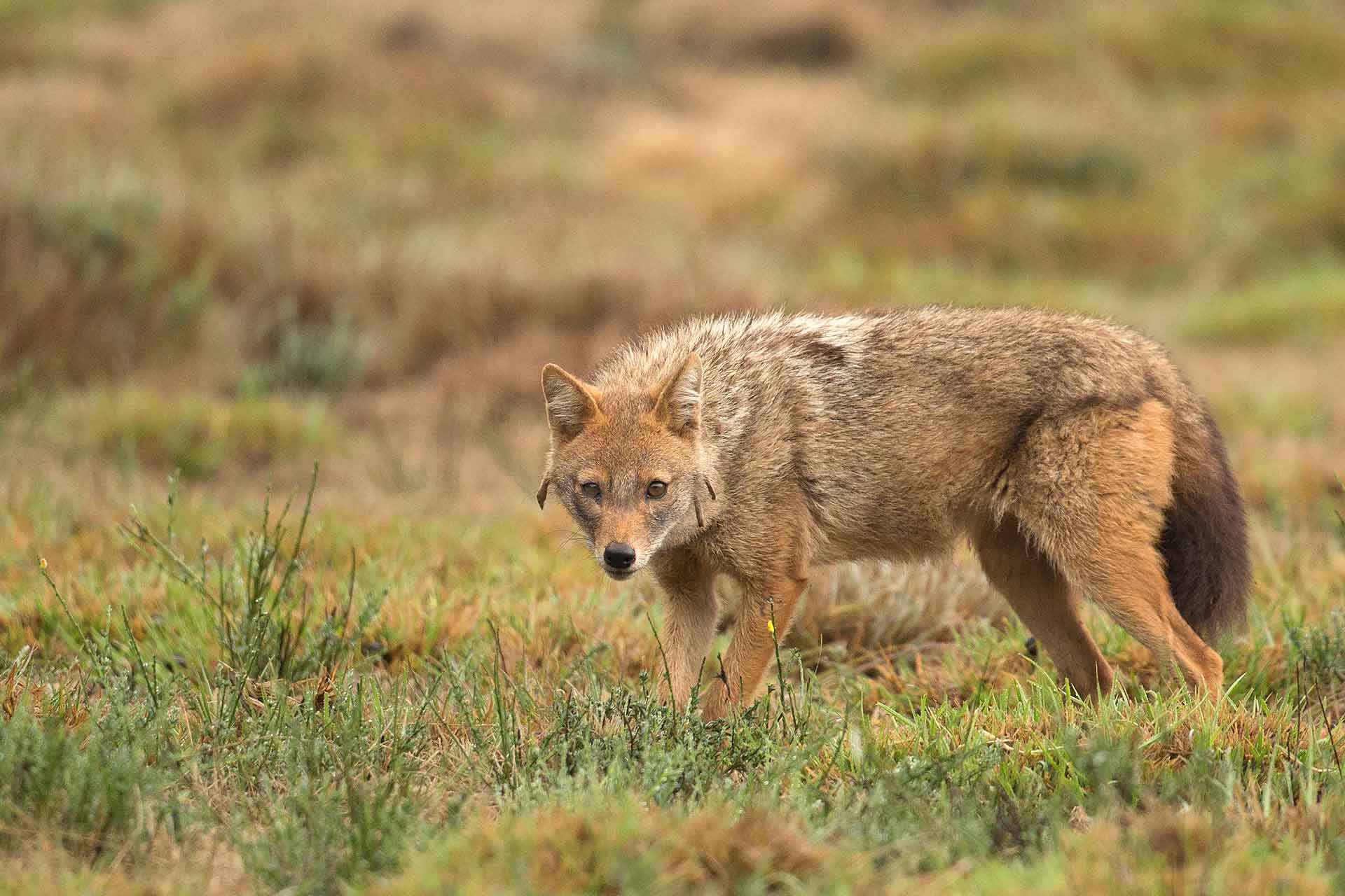 Still, golden jackals are not without threat. The animals are preyed upon by leopards and wolves, but the majority of jackal deaths are caused by road crossings. “Many roads being built today have no wildlife mitigation measures, such as subways that allow the movement of animals from one side of a highway to another,” explains Dr Jhala. “Jackals also come to the road at night, to eat other roadkill, such as hare, and land up getting blinded by the full-beam headlights of cars.” Photo: Phillip Ross 