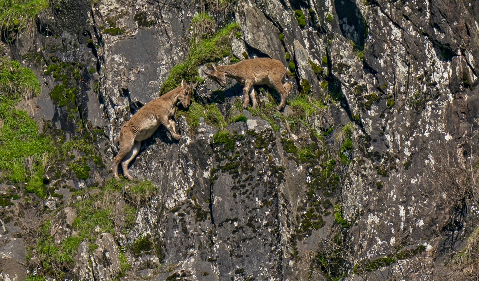 Camouflaged Cliffhangers The Majestic Kashmiri Markhor