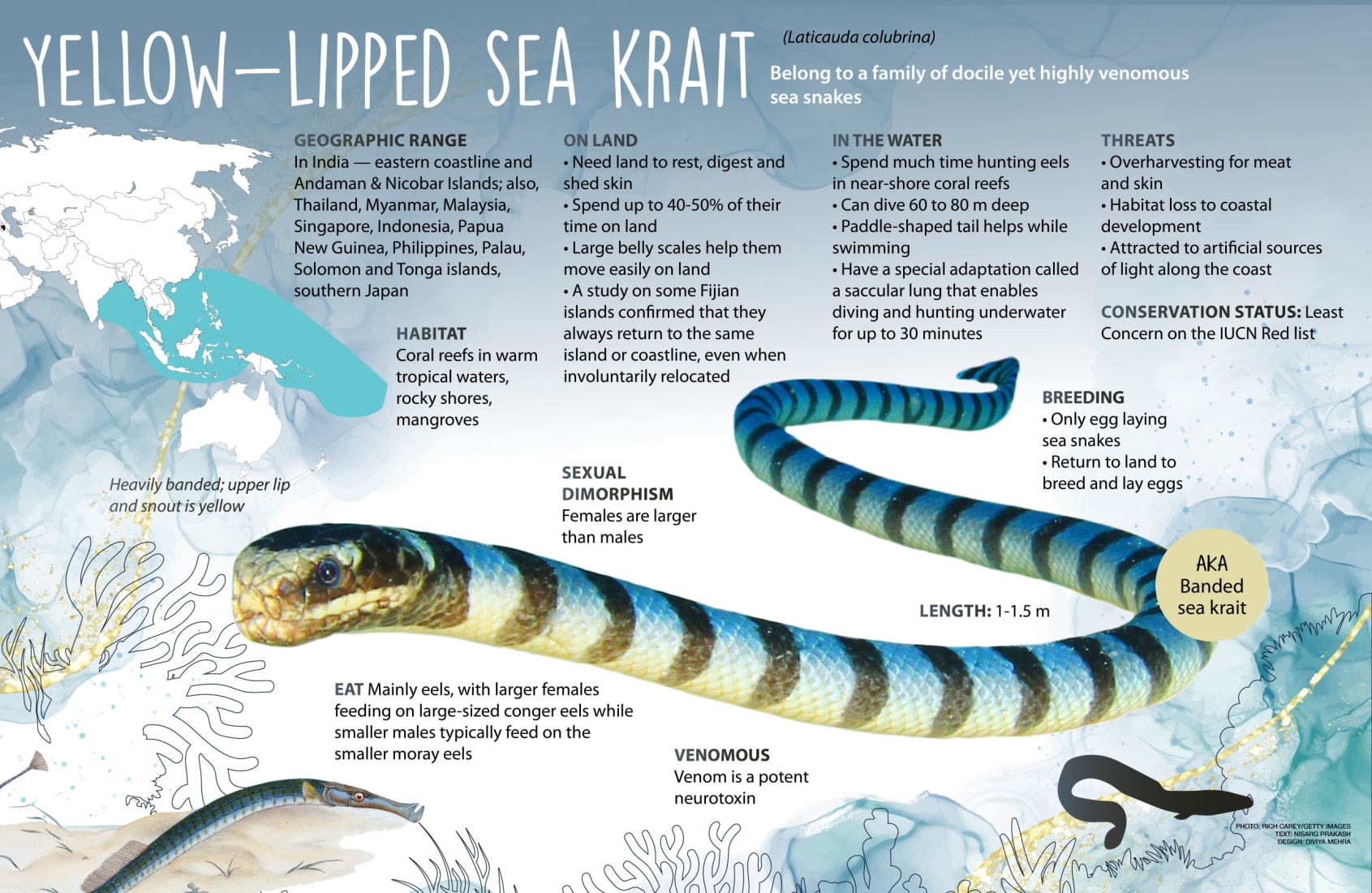 Sea Snake Yellow Lipped Sea Snake Yellow Lipped