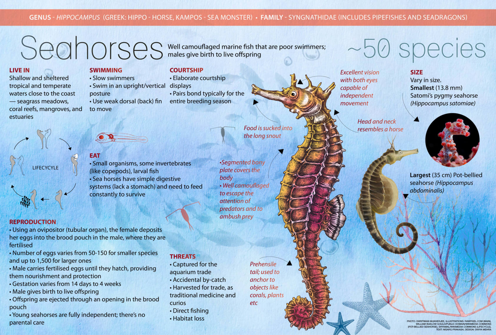 5 More Fun Facts About Seahorses