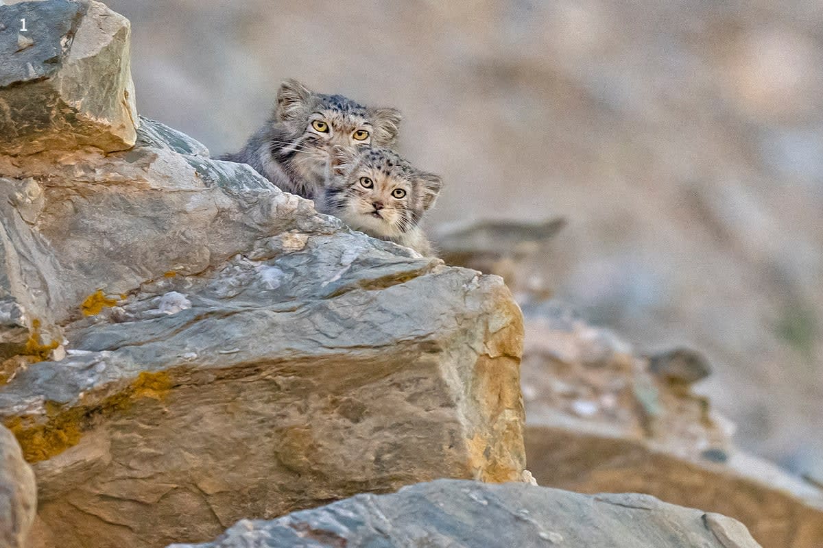 Pallas Cat  Manul cat, Pallas's cat, Wild cat species