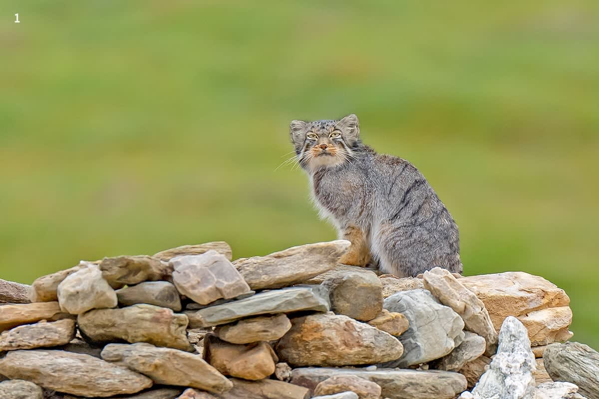 Know Your Cat - Pallas Cat