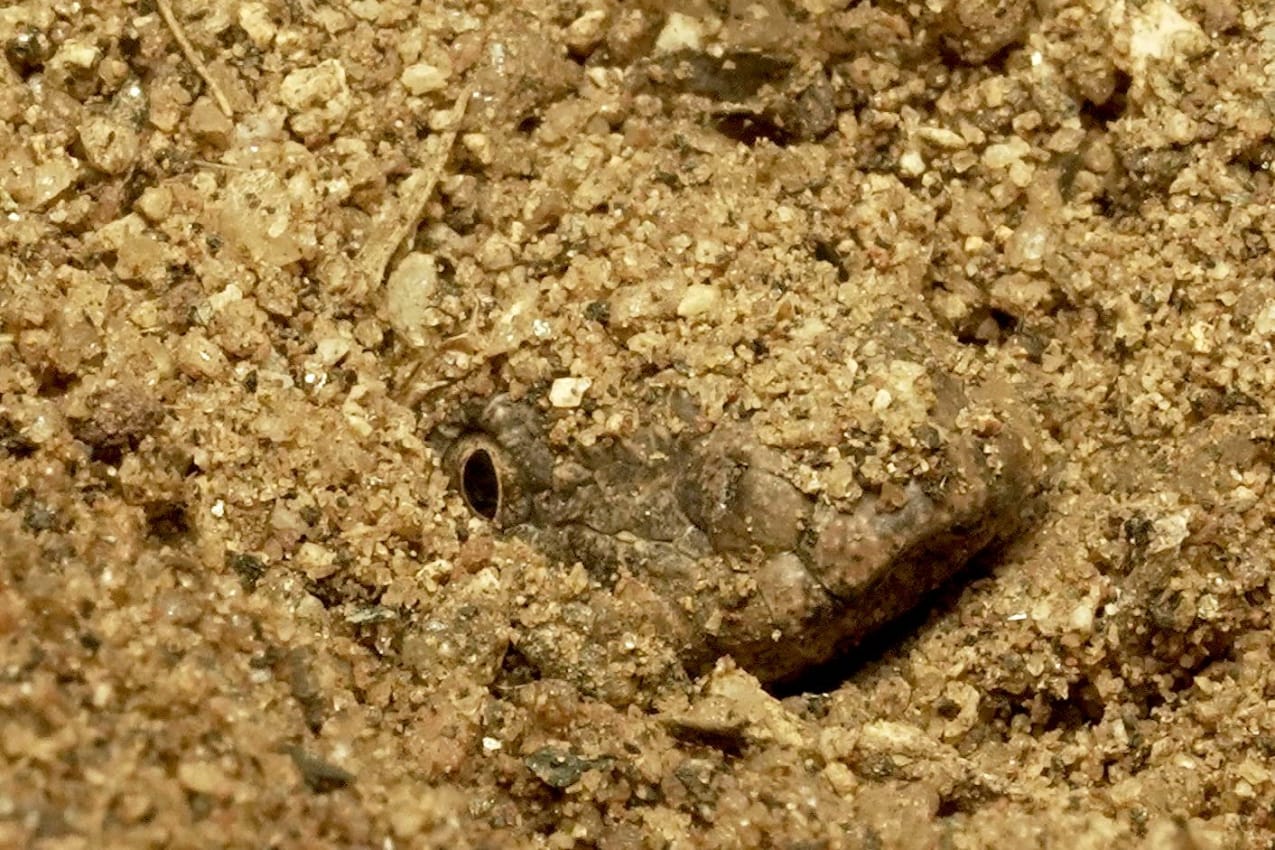 Sand Snakes Camouflage