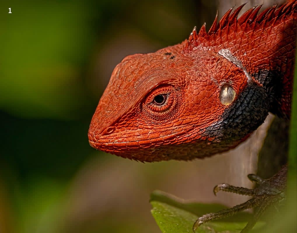Oriental Garden Lizards: Quick Learners or Bloodsuckers? | Roundglass
