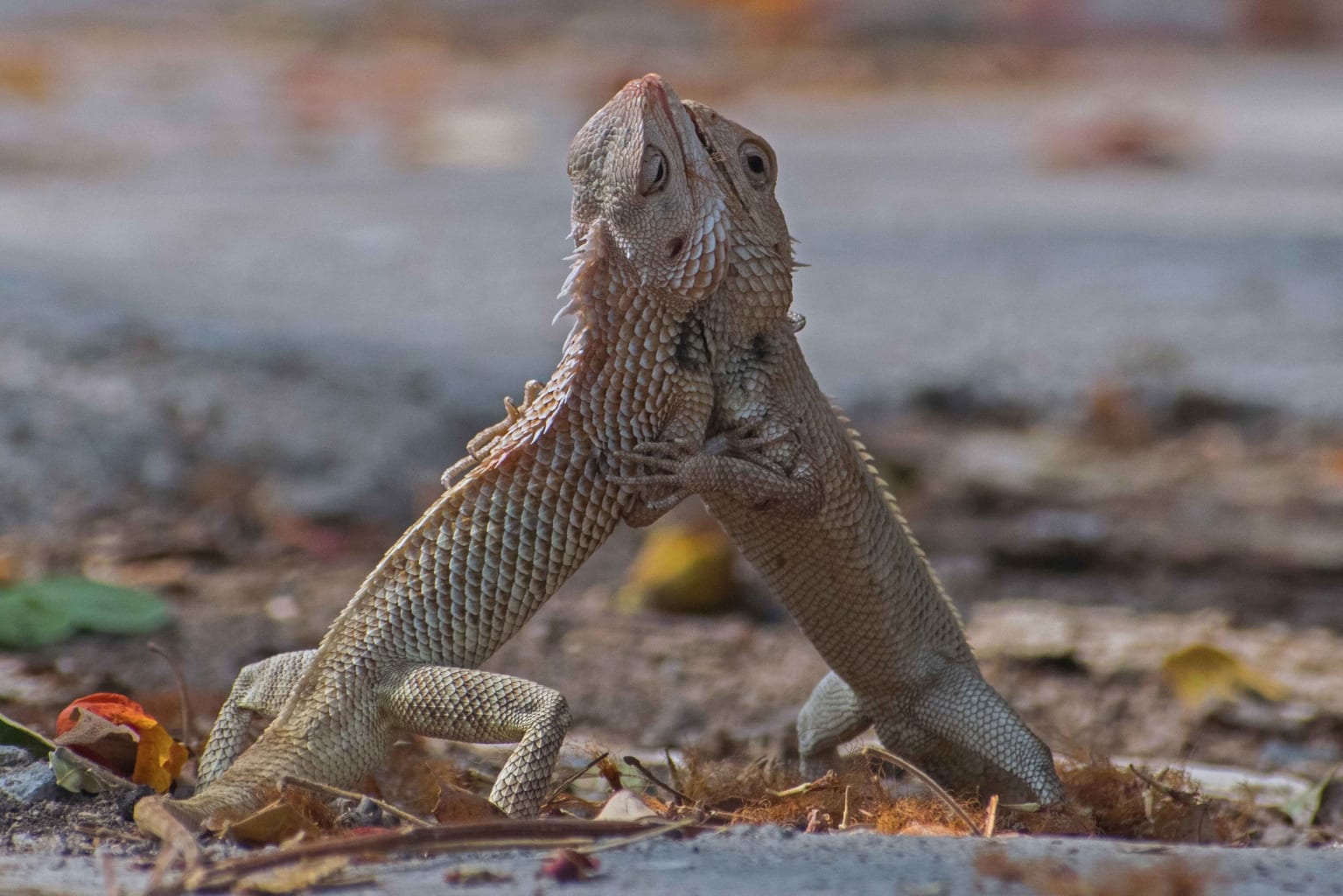 Oriental Garden Lizards: Quick Learners or Bloodsuckers