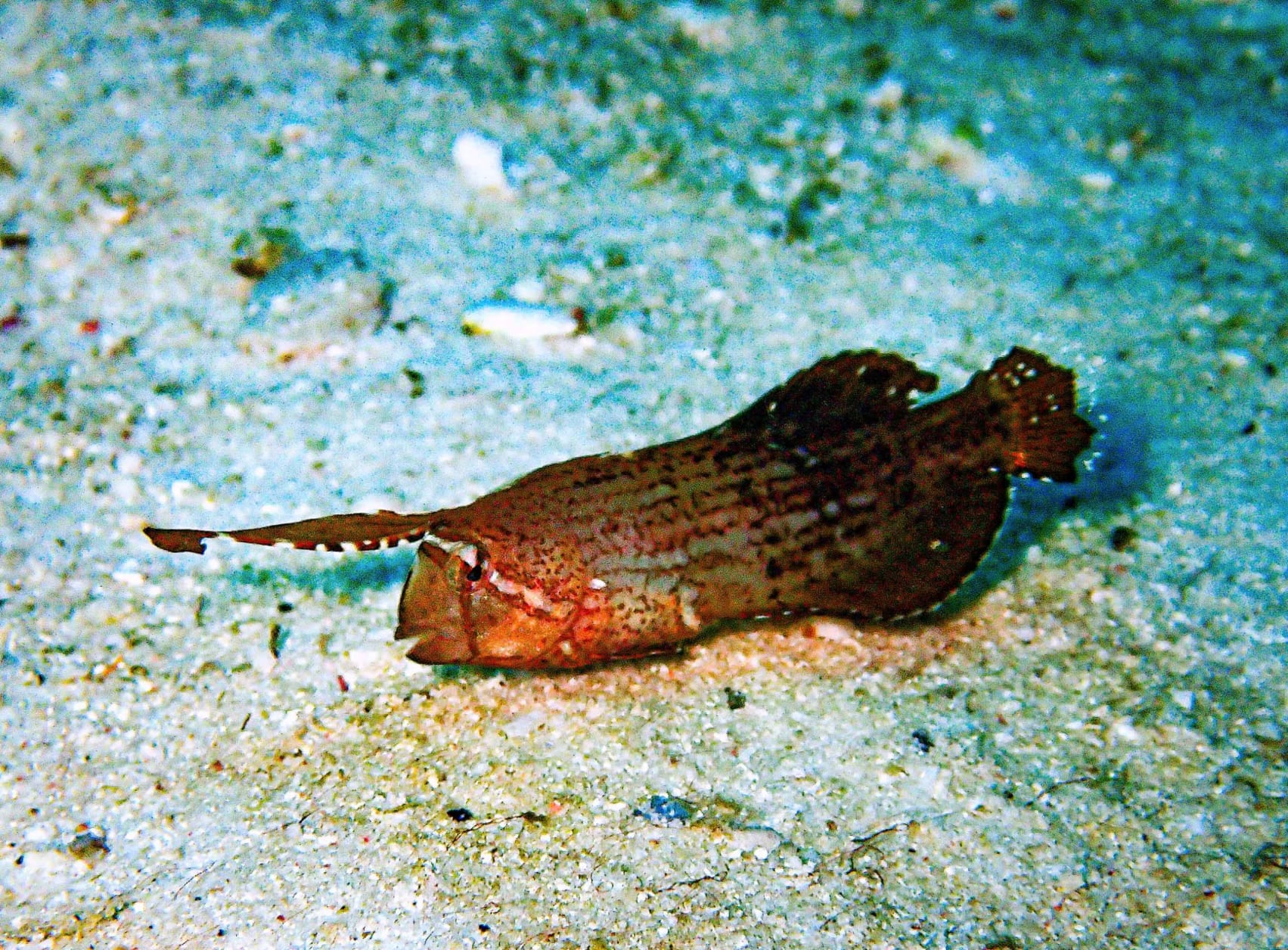 A Look at the Banded Pipefish, Marine Fish Education