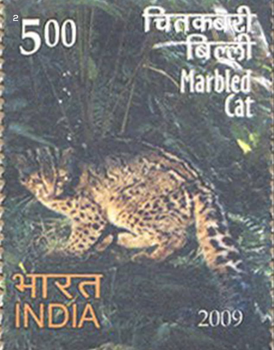 Important Cat Wooden Stamp Important Cat Wooden Stamp