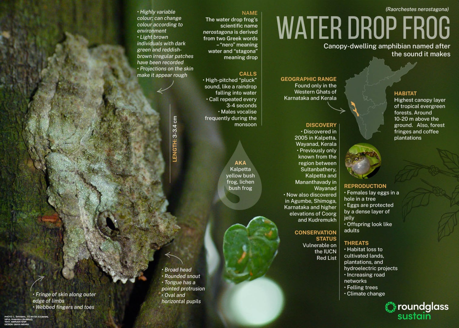 What Does The Water Drop Frog Sound Like what-does-the-water-drop-frog-sound-like