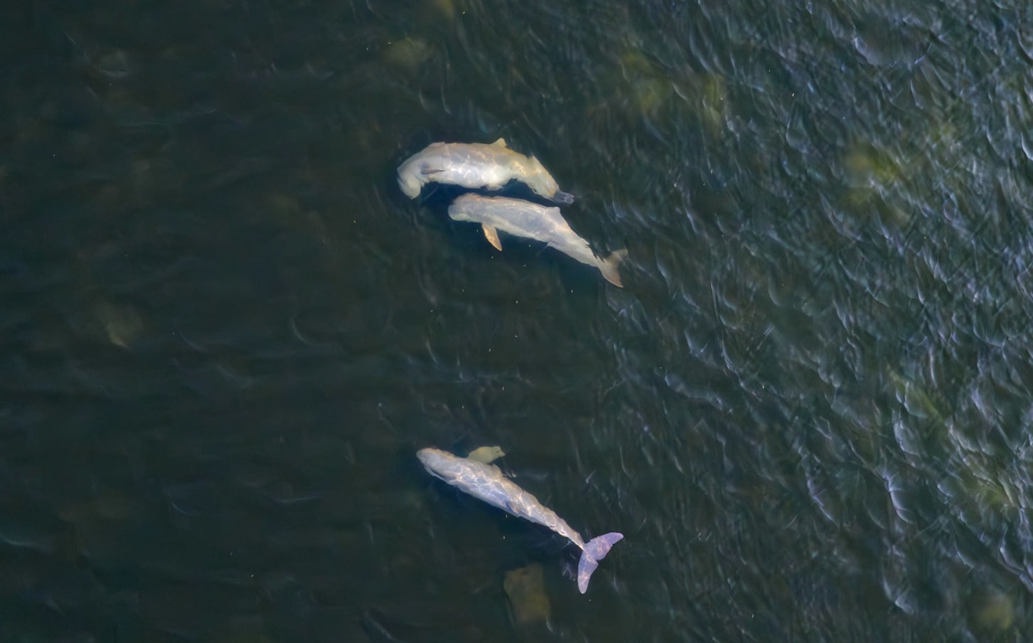 An aerial shot of a pod of three dolphins. Irrawaddy dolphins rely heavily on echolocation when hunting alone or in smaller pods, especially in murky waters