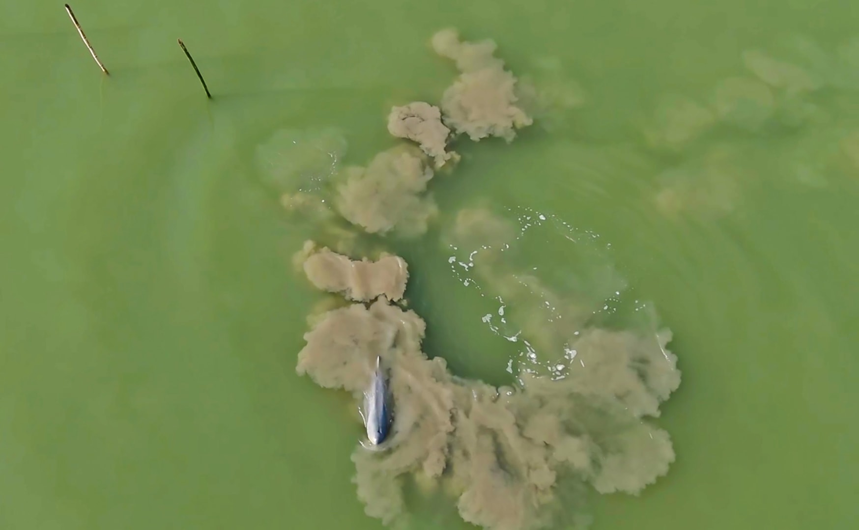 An aerial photograph of an Irrawaddy dolphin creating a bubble net for hunting
