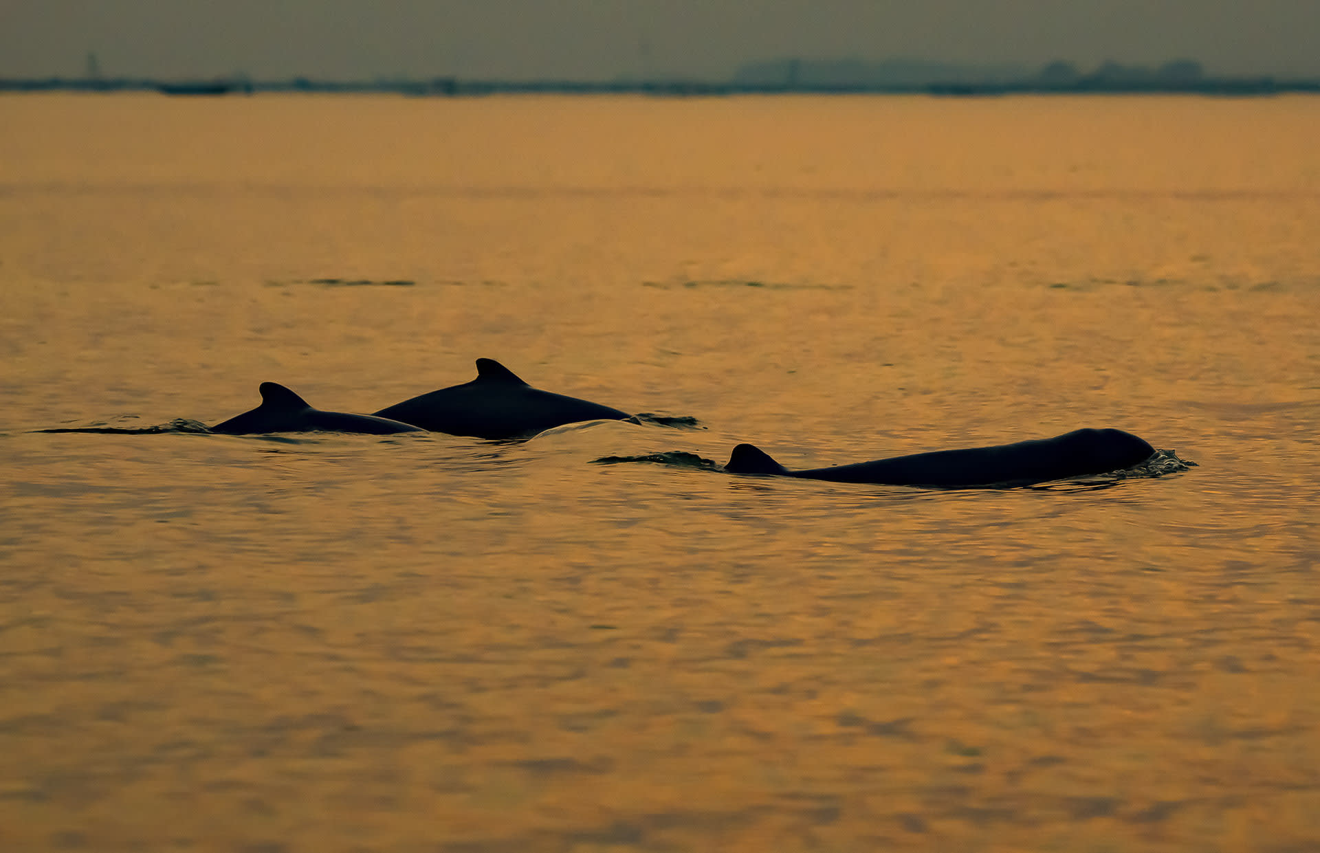 A pod of three Irrawaddy dolphins swimming at the surface. Conducting a dolphin population census is difficult since one cannot predict where and when a dolhpin will surface nor distinguish whether the same individual is appearing again.
