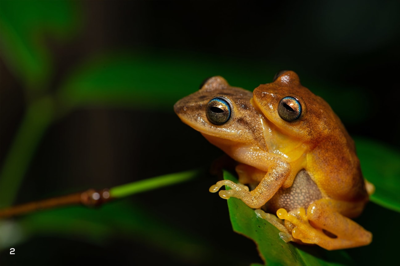 Coorg yellow bush frogs in amplexus (mating)