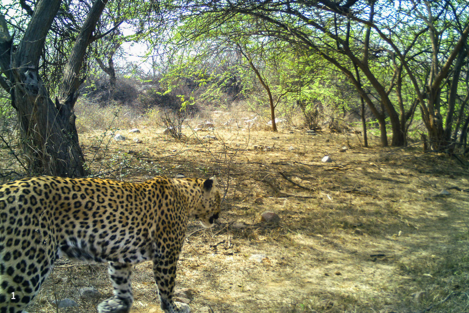 Leopard as seen from behind