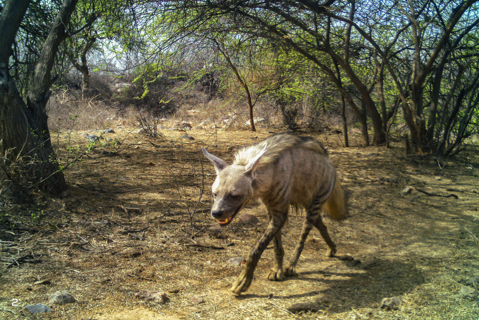 a hyena moving through the same path