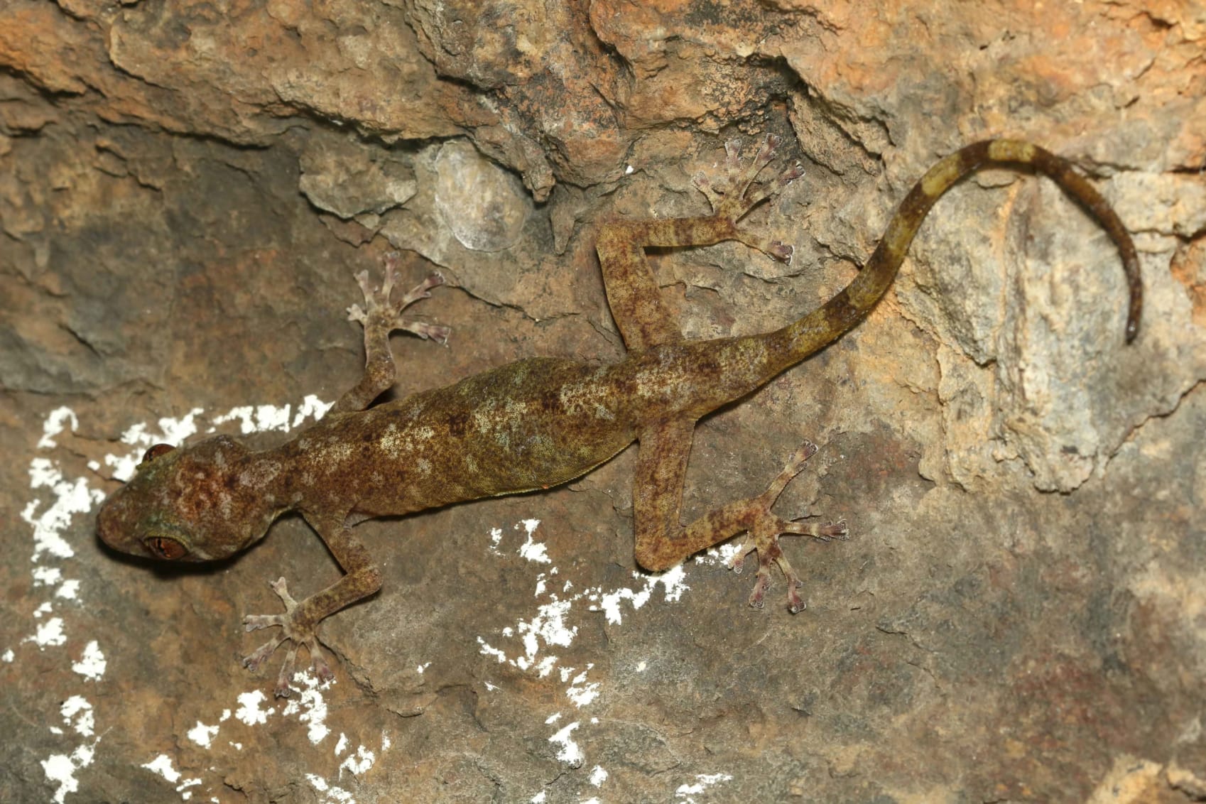 Golden gecko