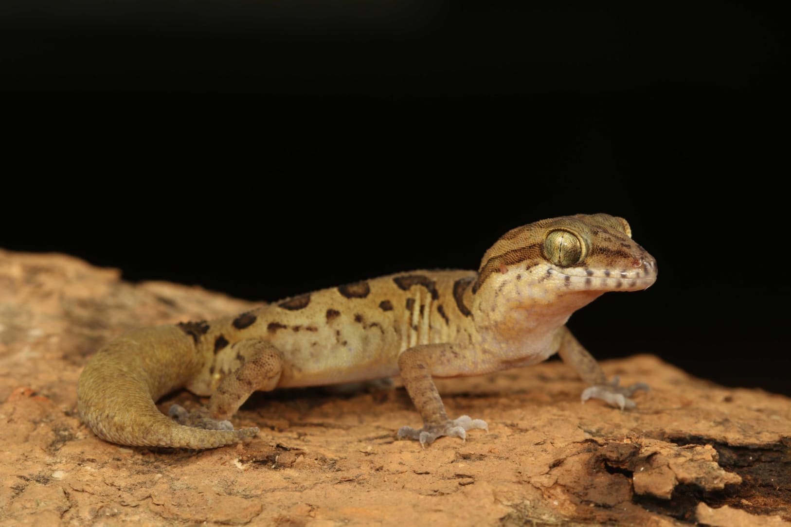 Clouded Indian gecko