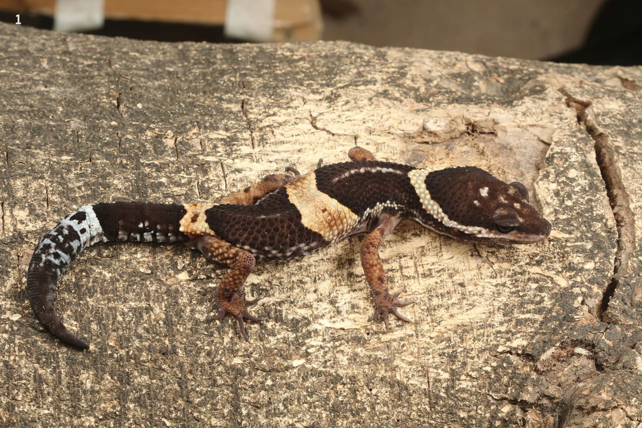 Painted leopard gecko