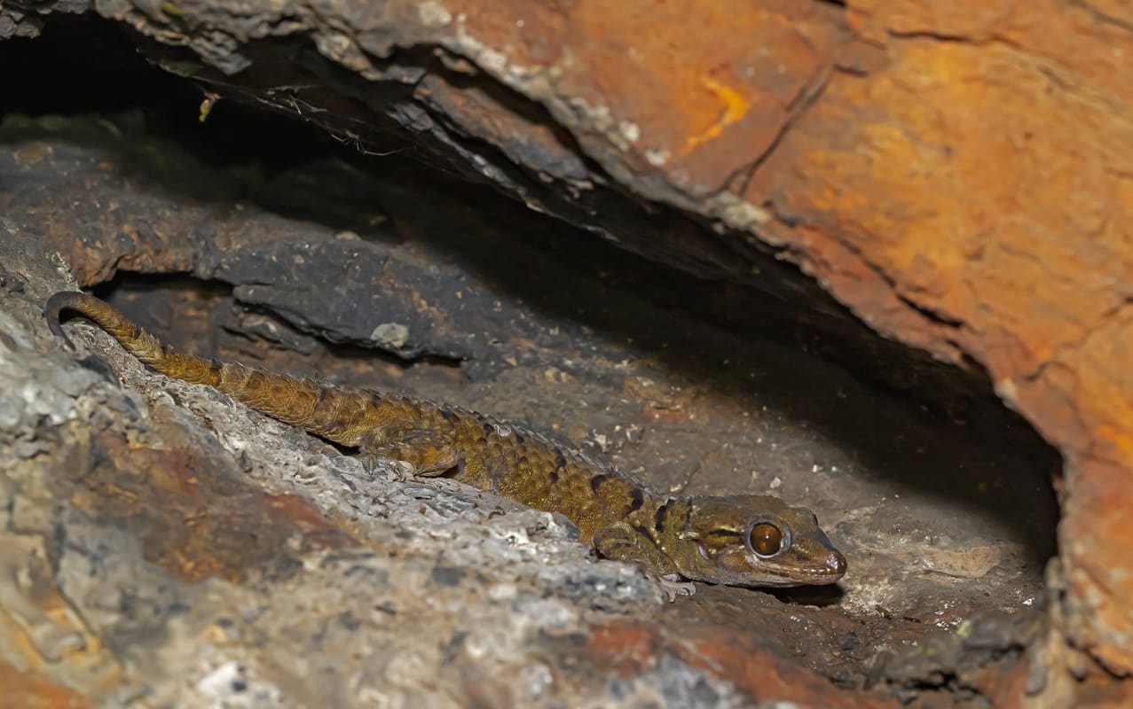 Mahendragiri gecko