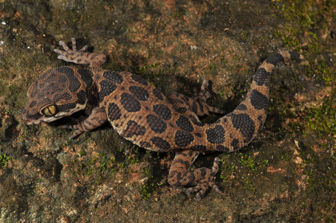 Jeypore ground gecko