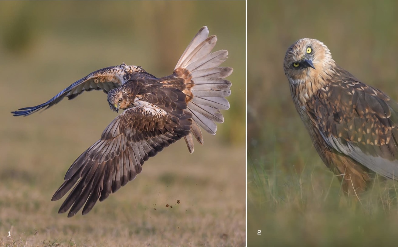 Western marsh harrier flying