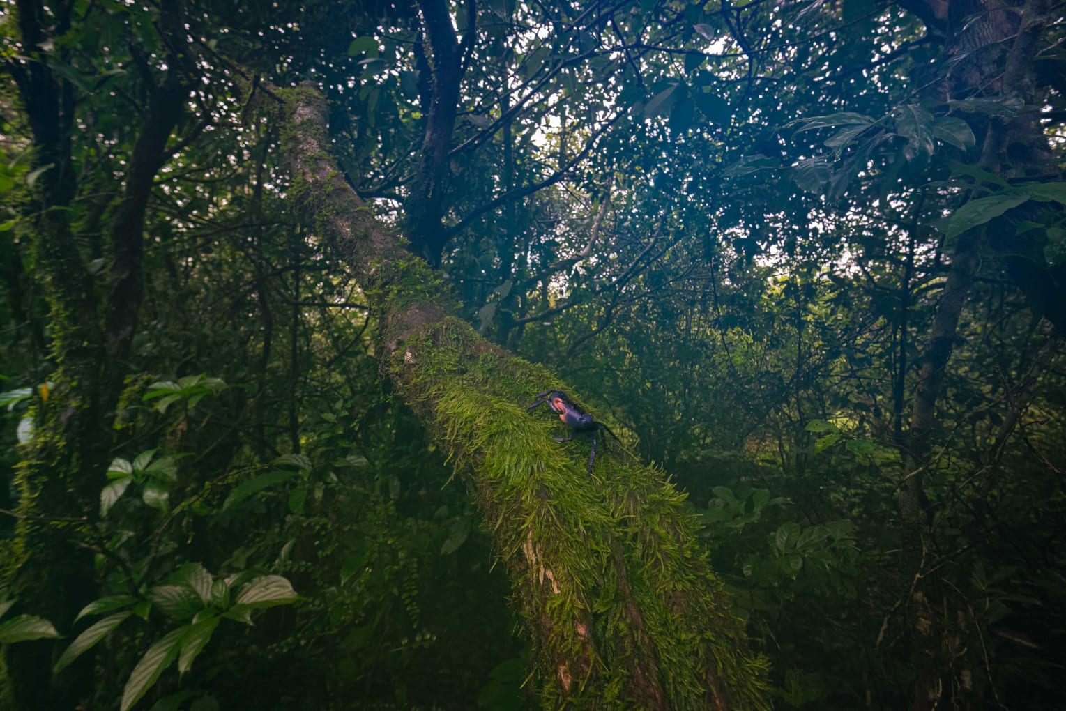Misty, rain-drenched forests of Amboli