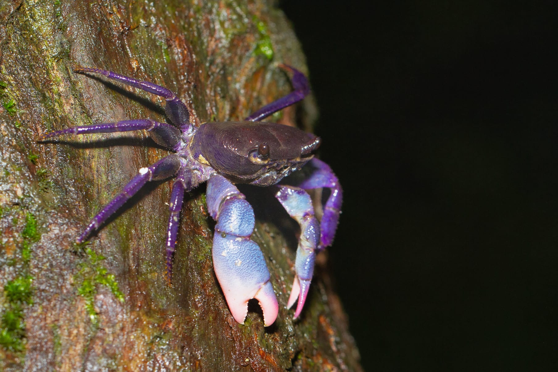 Amboli Purple Forest Crab