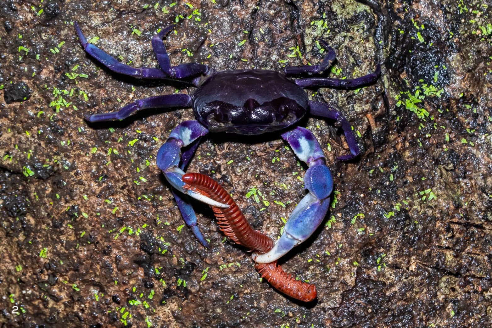 Amboli Purple Forest Crab feeding