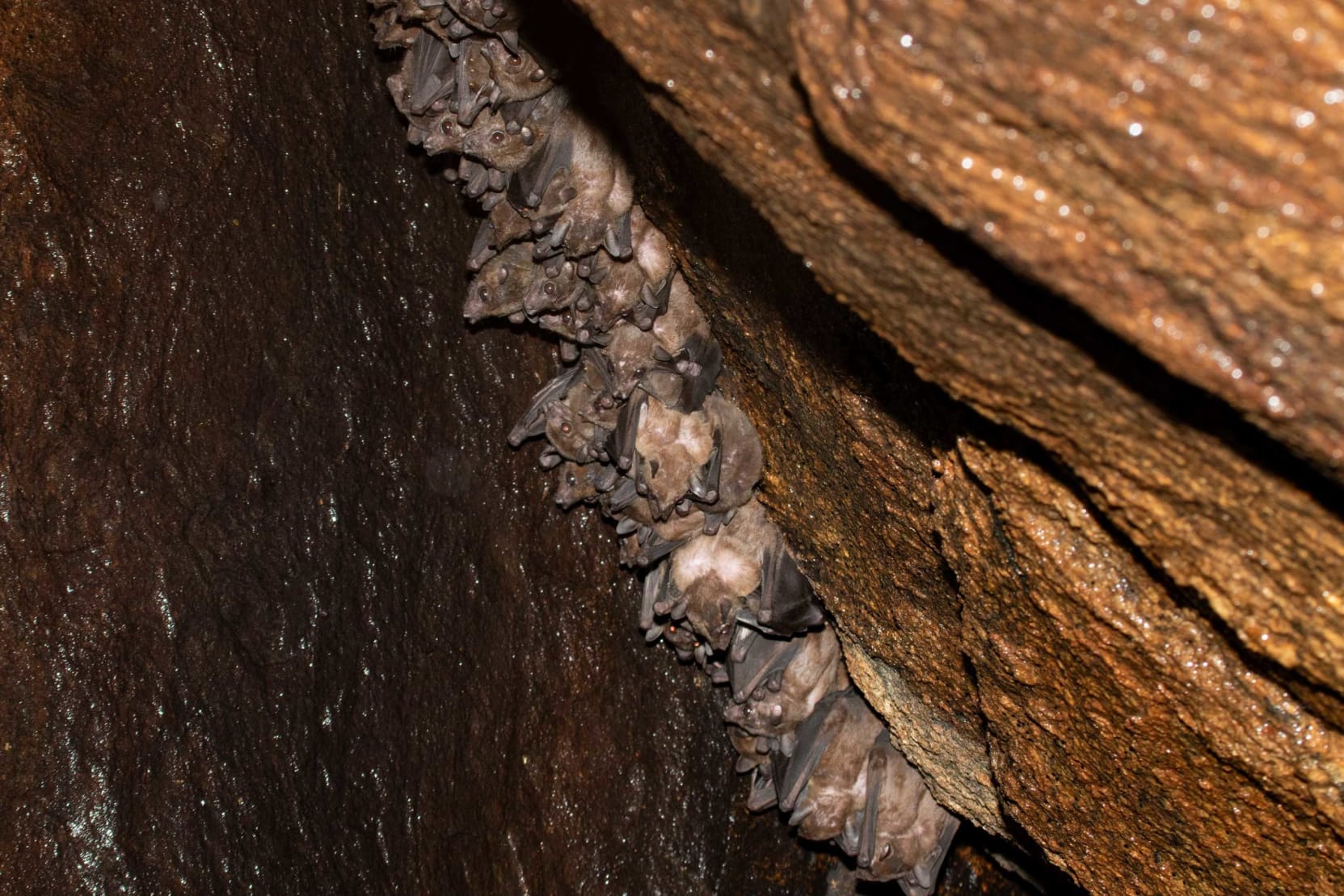 A cluster of Salim Ali’s fruit bats roosts on a narrow ledge in a tight formation that helps conserve body heat and offers safety.