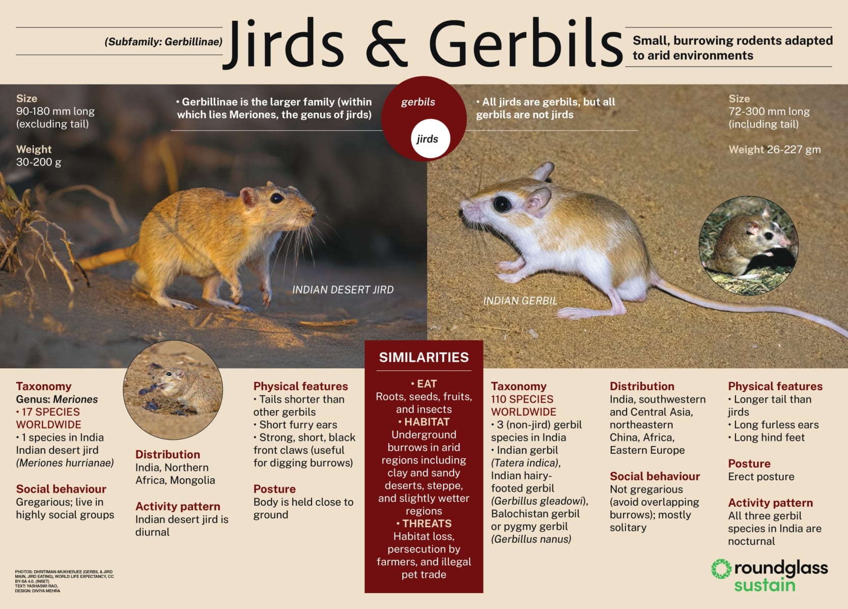 An infographic about the differences between jirds and gerbils. Learn how to distinguish between these small, burrowing rodents living in arid environments.