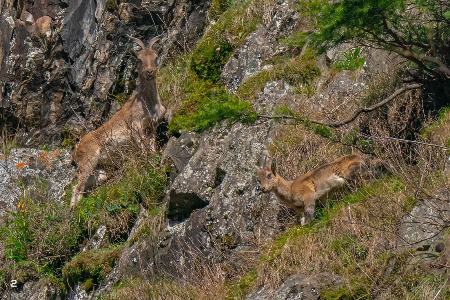 Guardians Of The Cliffs The Kashmir Markhor In Kazinag National Park Guardians Of The Cliffs The Kashmir Markhor In Kazinag National Park