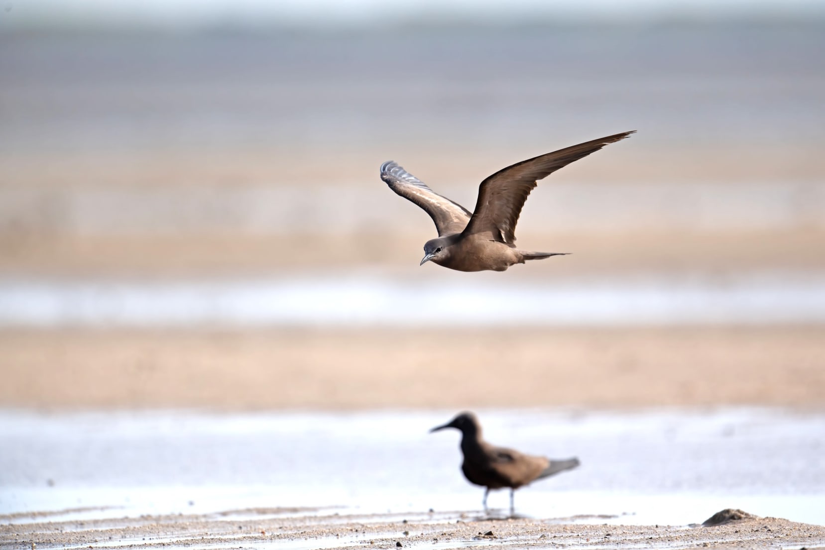 A brown noddy flies close to the beach while another walks on the ground below