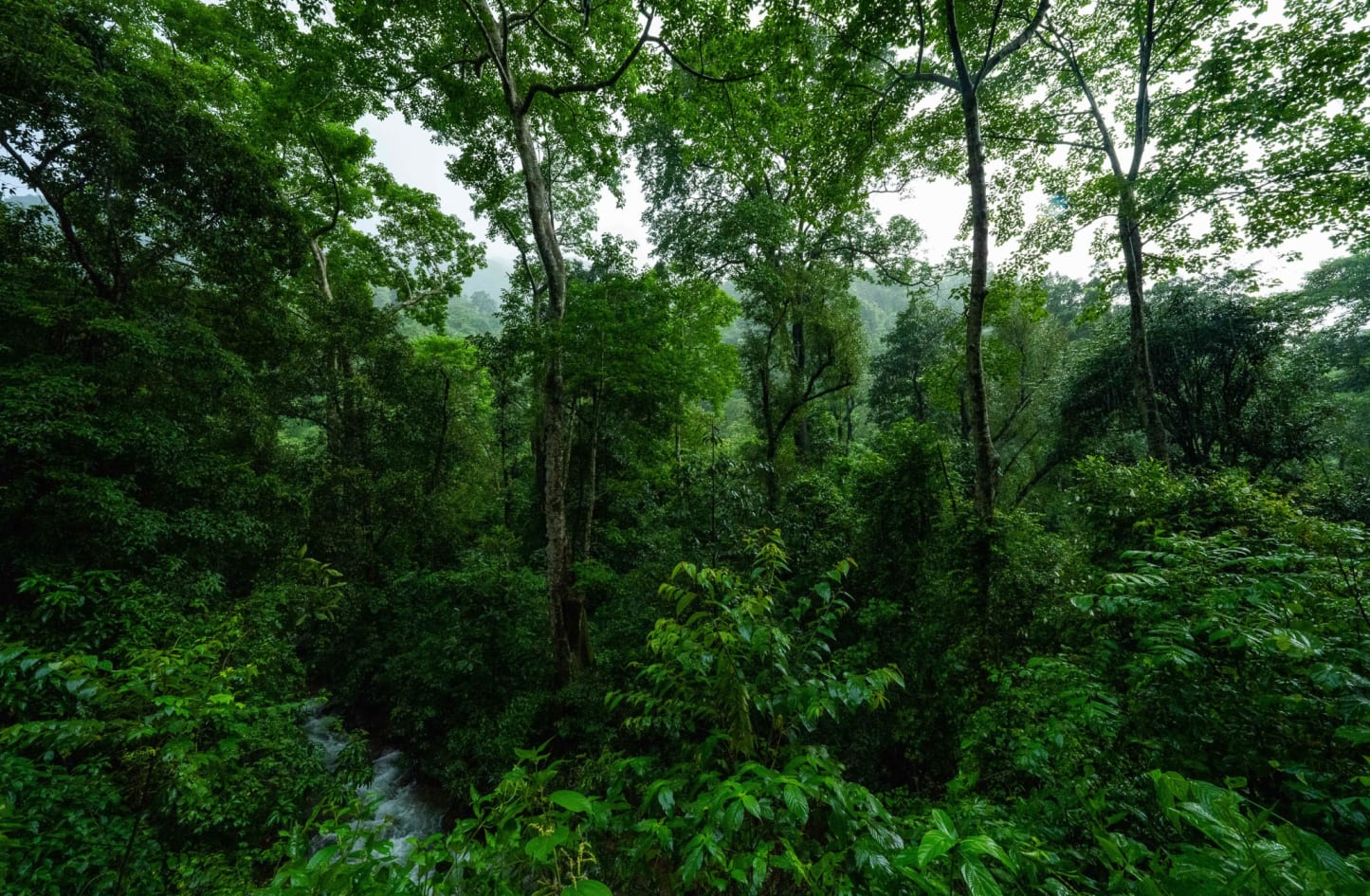 The Malabar whistling thrush prefers evergreen and semi-evergreen forests like this one in Goa.