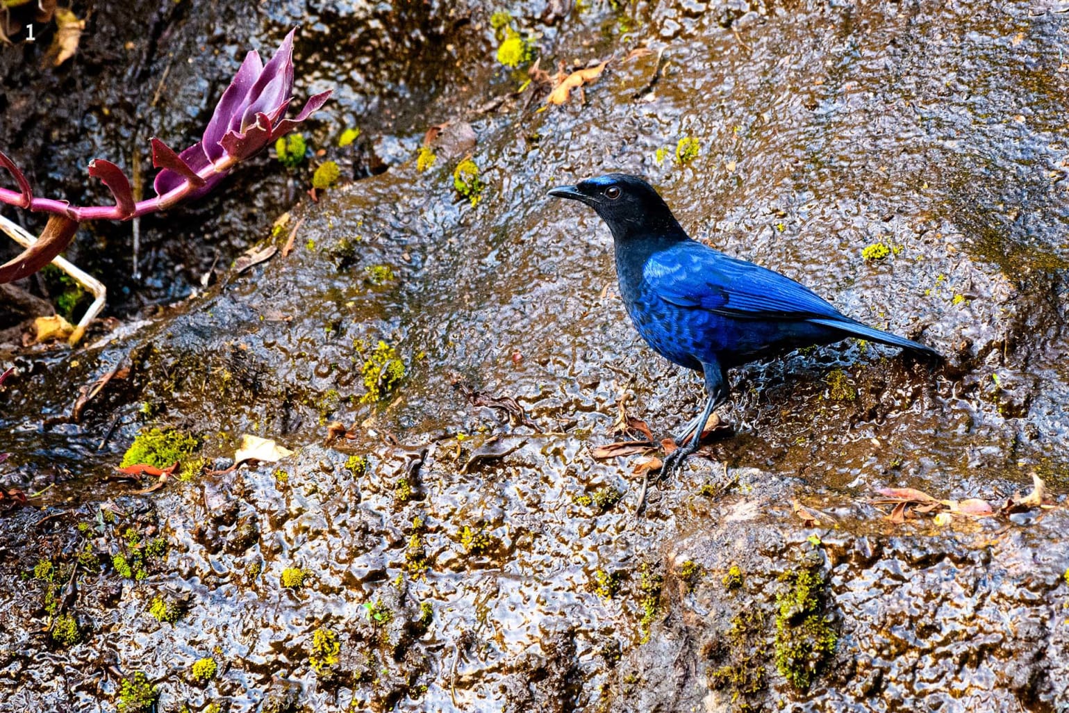 The Malabar whistling thrush forages on the ground