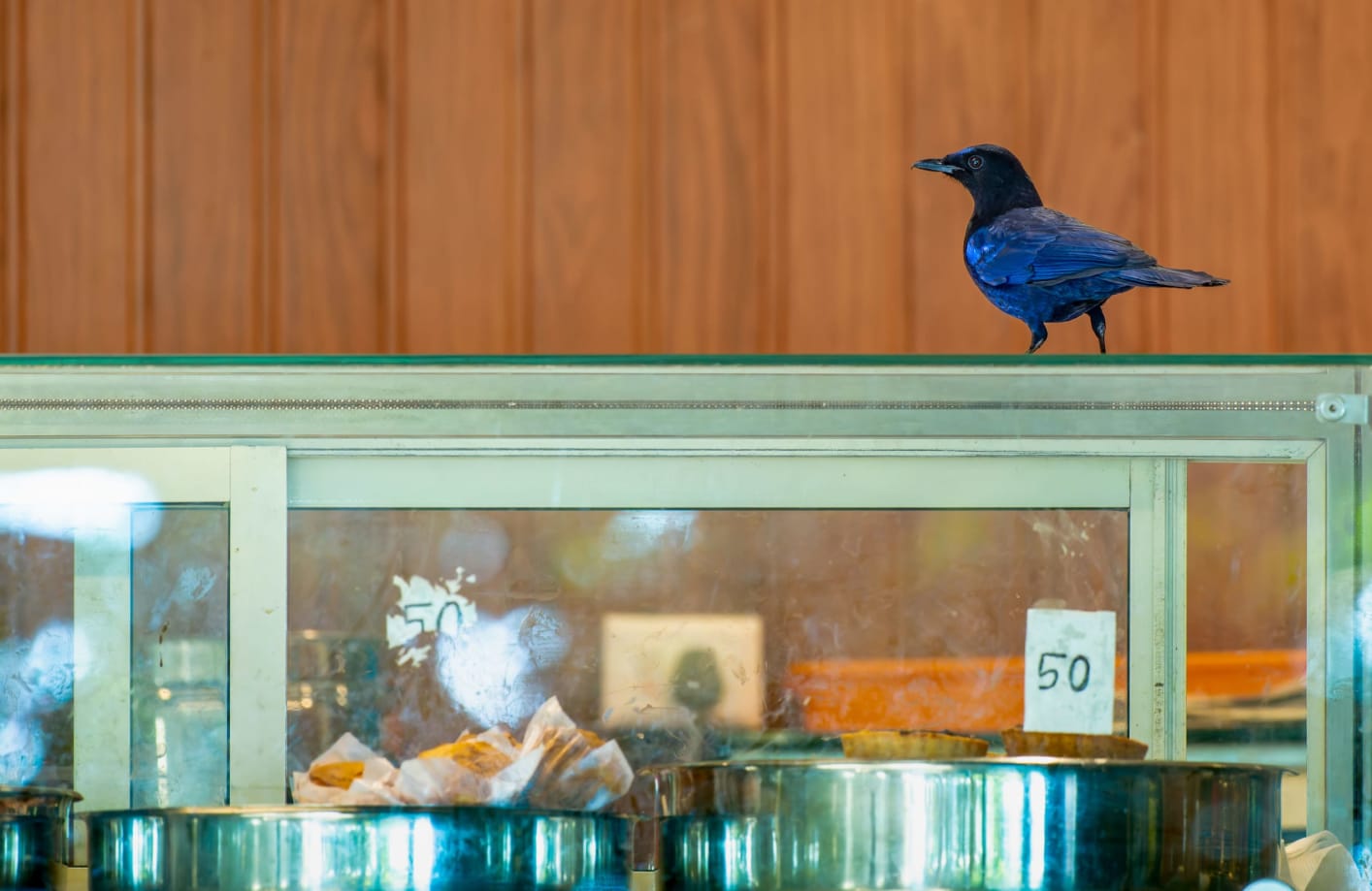 The Malabar whistling thrush occasionally appears in human settlements adjacent to its habitat.