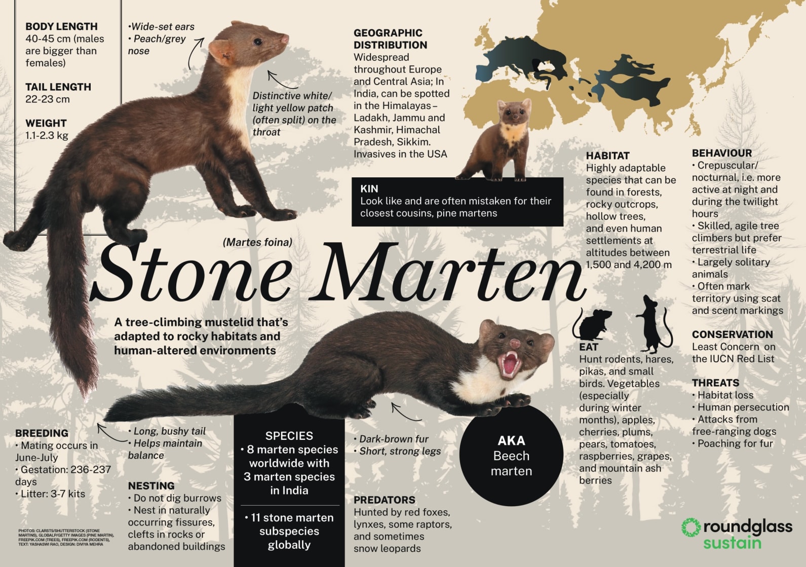 An infographic on the Stone marten, a tree-climbing mustelid. Learn everything about this nocturnal mammal living in rocky habitats, trees and human-altered environments.